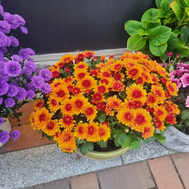 라비앙로즈