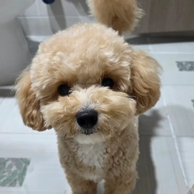 도쿄도라이몽