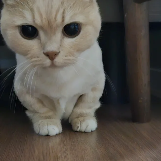 Tera