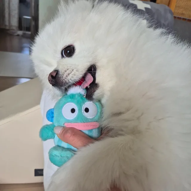 복실이