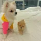 우유