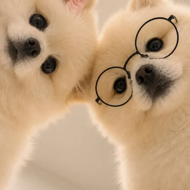코코미미