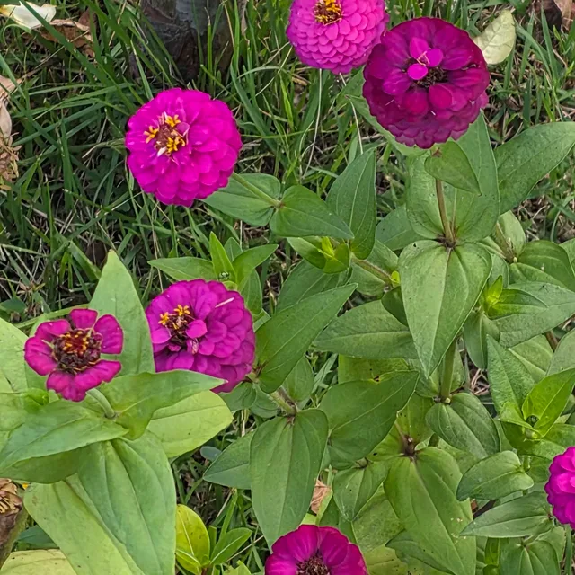 백일홍