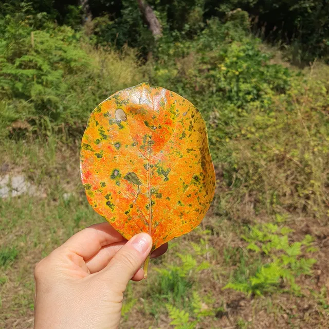 자연사랑