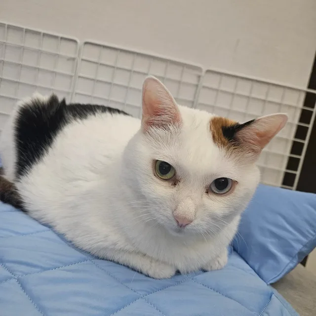 복동이언니