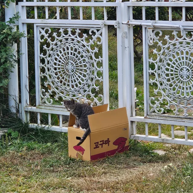 고구마지킴이