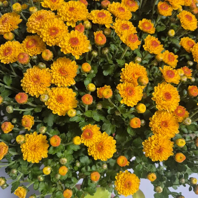 풍요로움