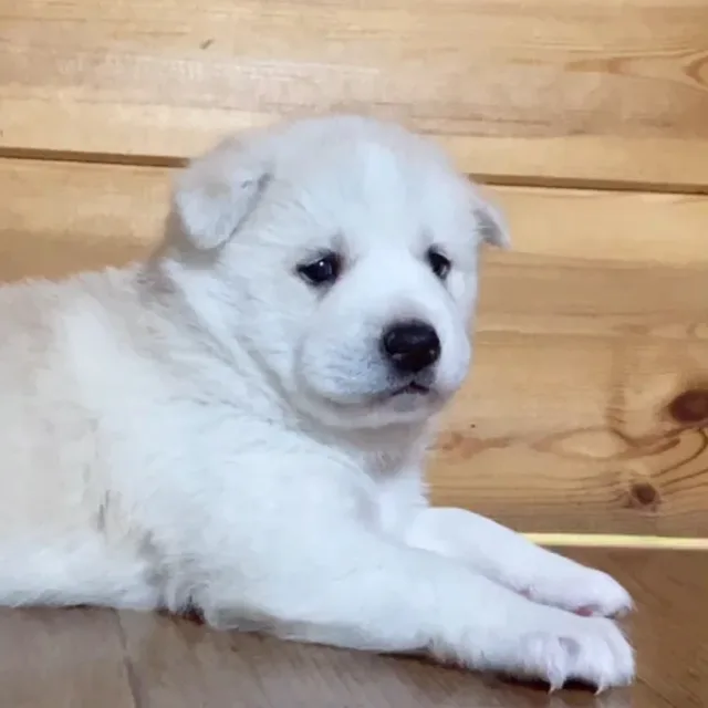 빈상