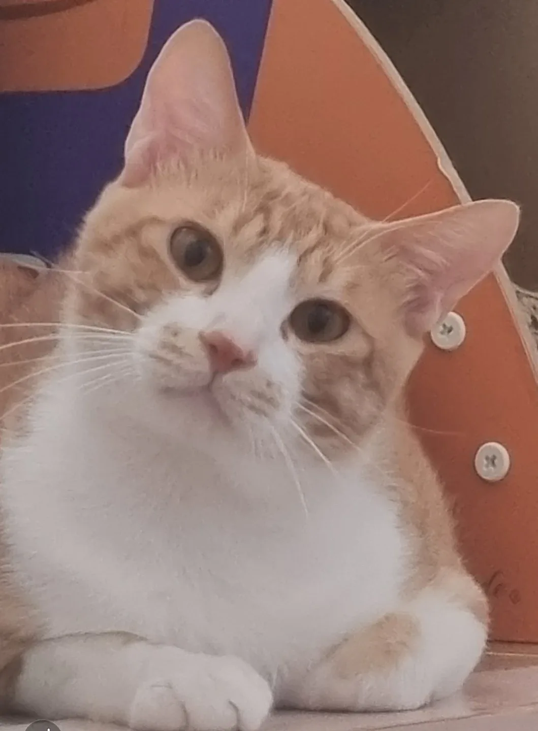 꽃잎e