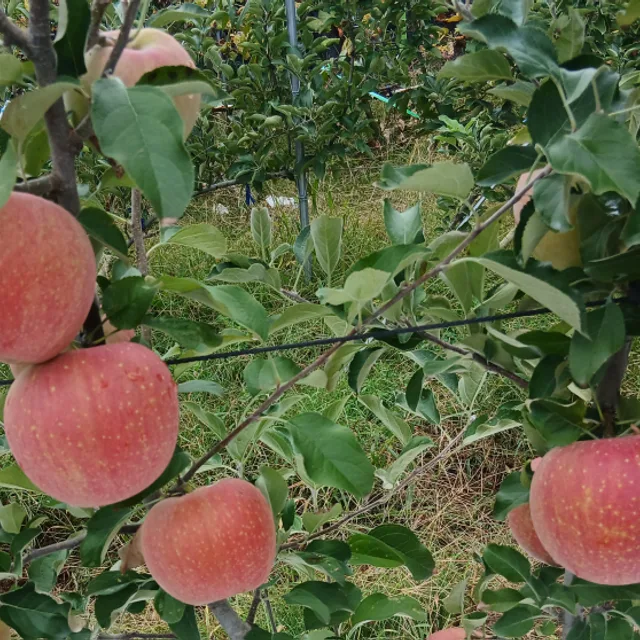연보라