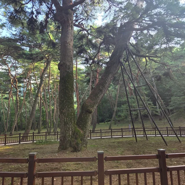 로빈요