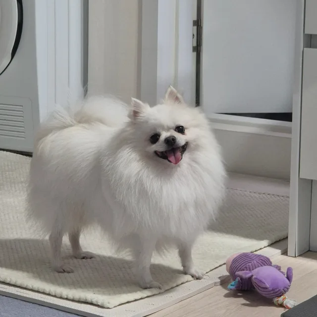 뽀심영이
