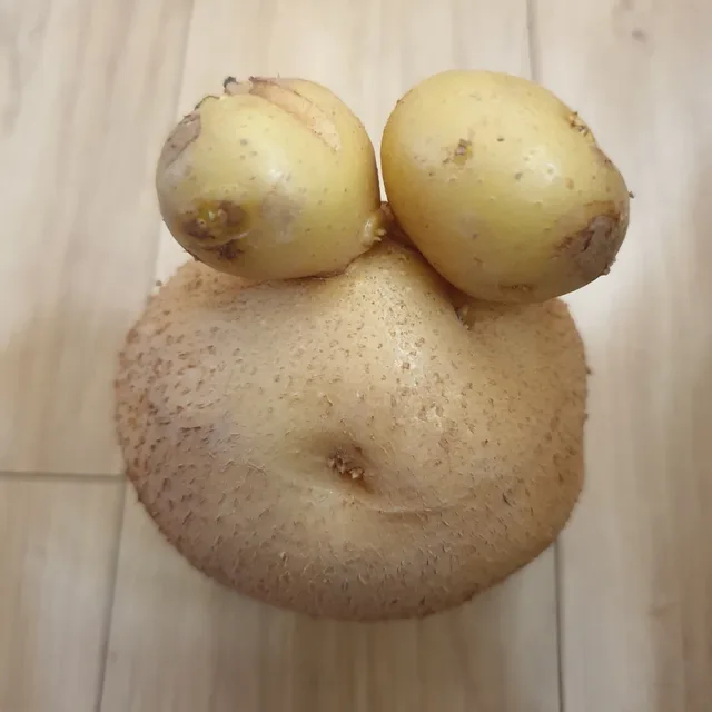 감자