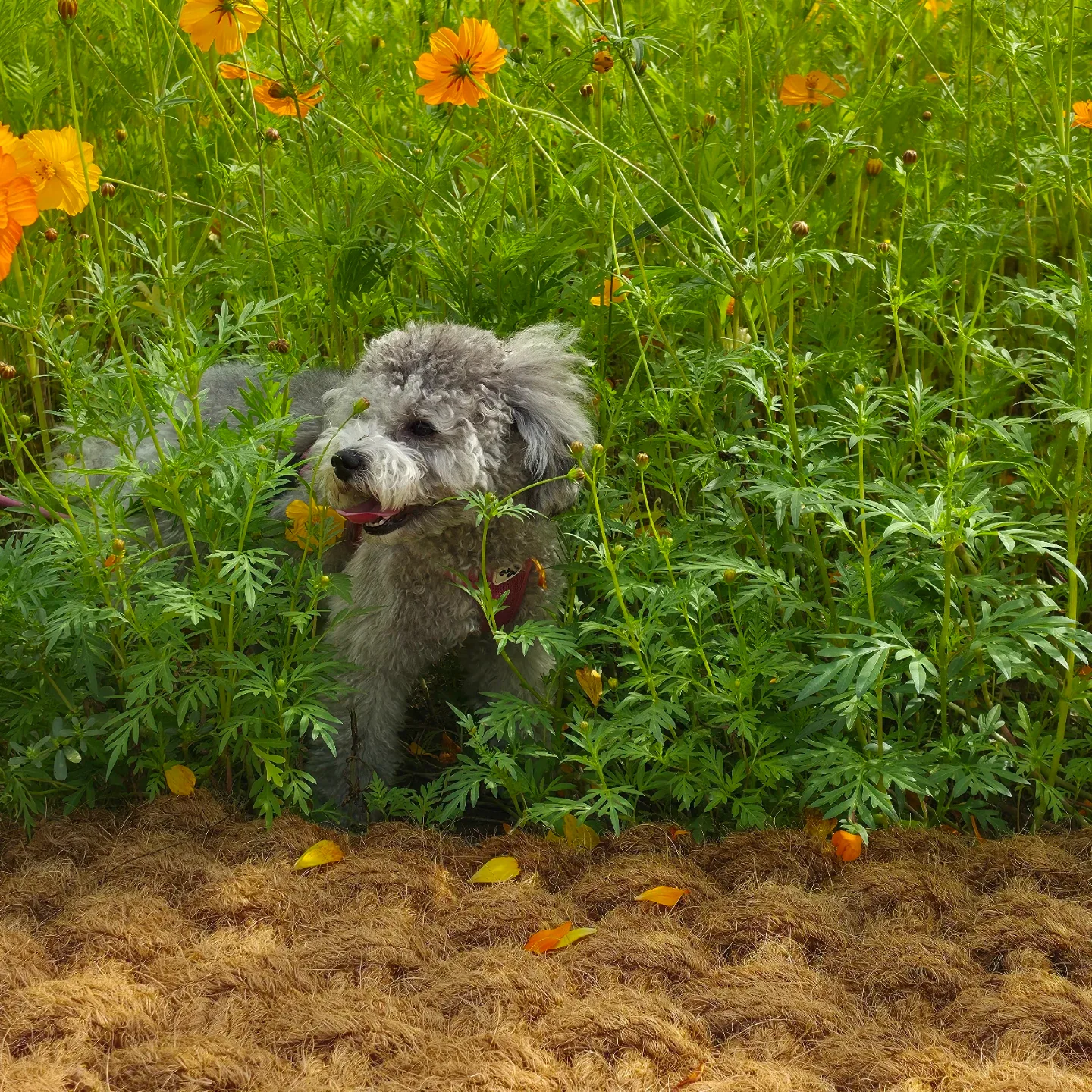 복덩이