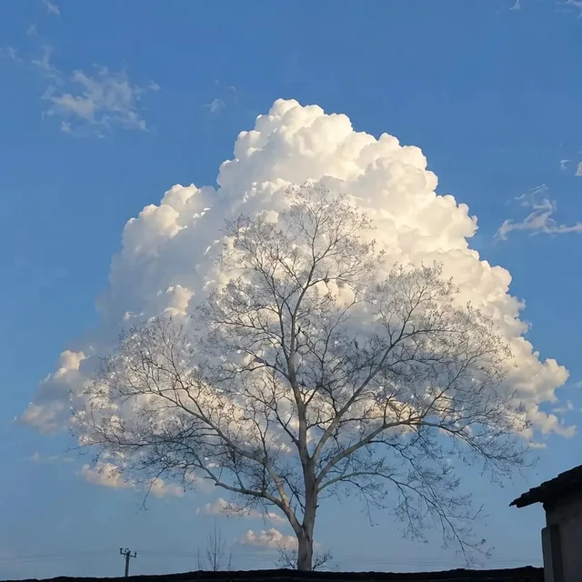 쵸파리잉