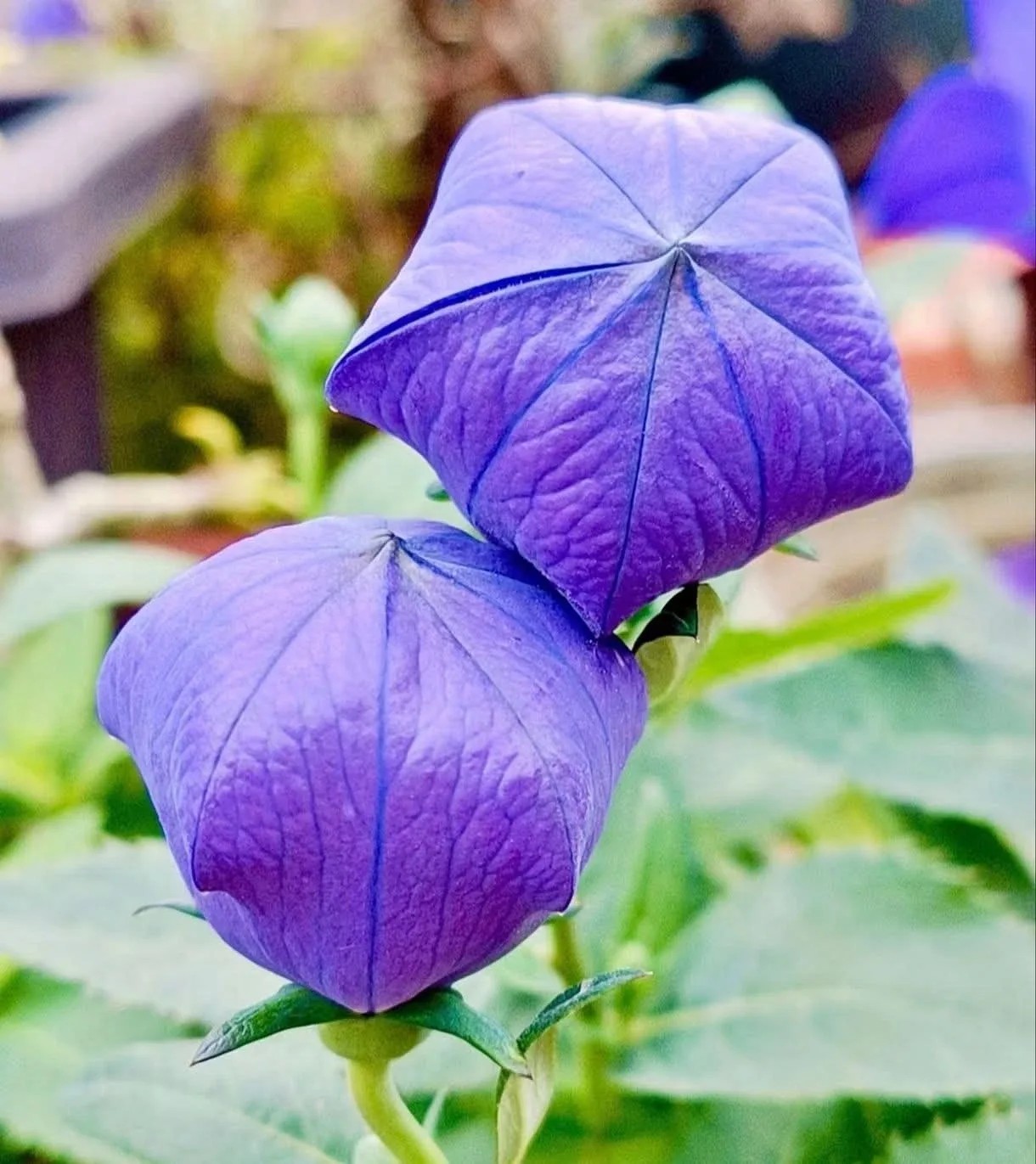 바다