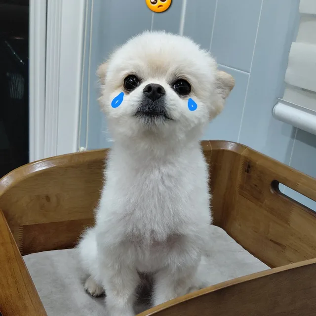 집찾아산말리