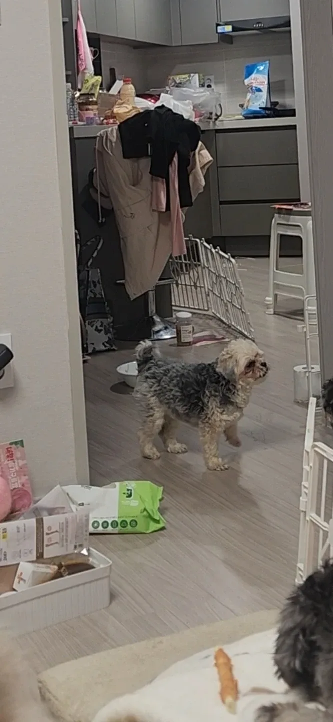 개산책해줘요