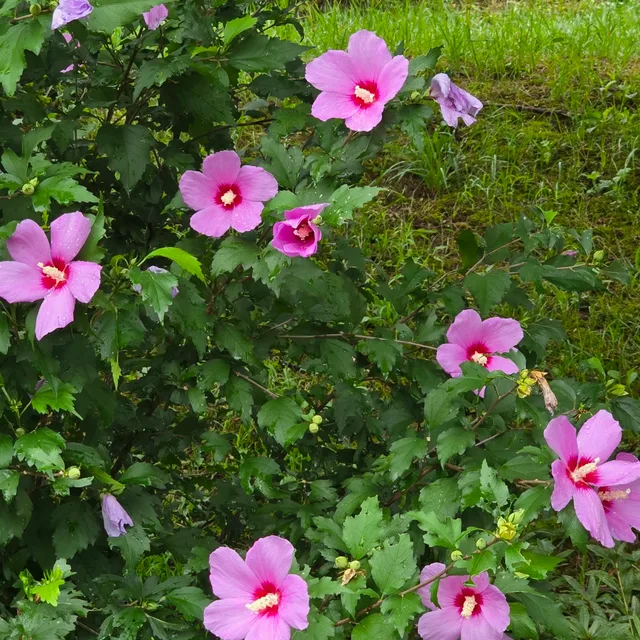 보라빛