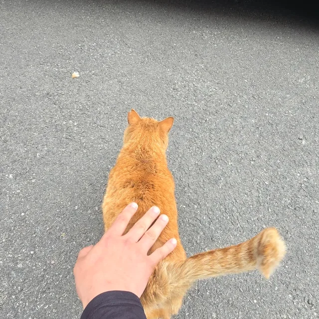 세차환자