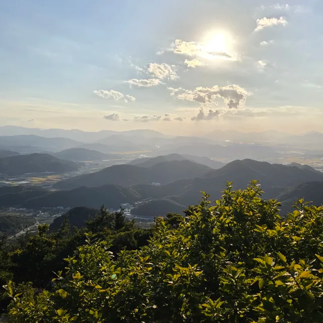 느티나무
