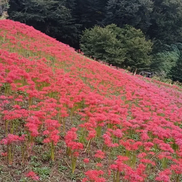 봄의전령사