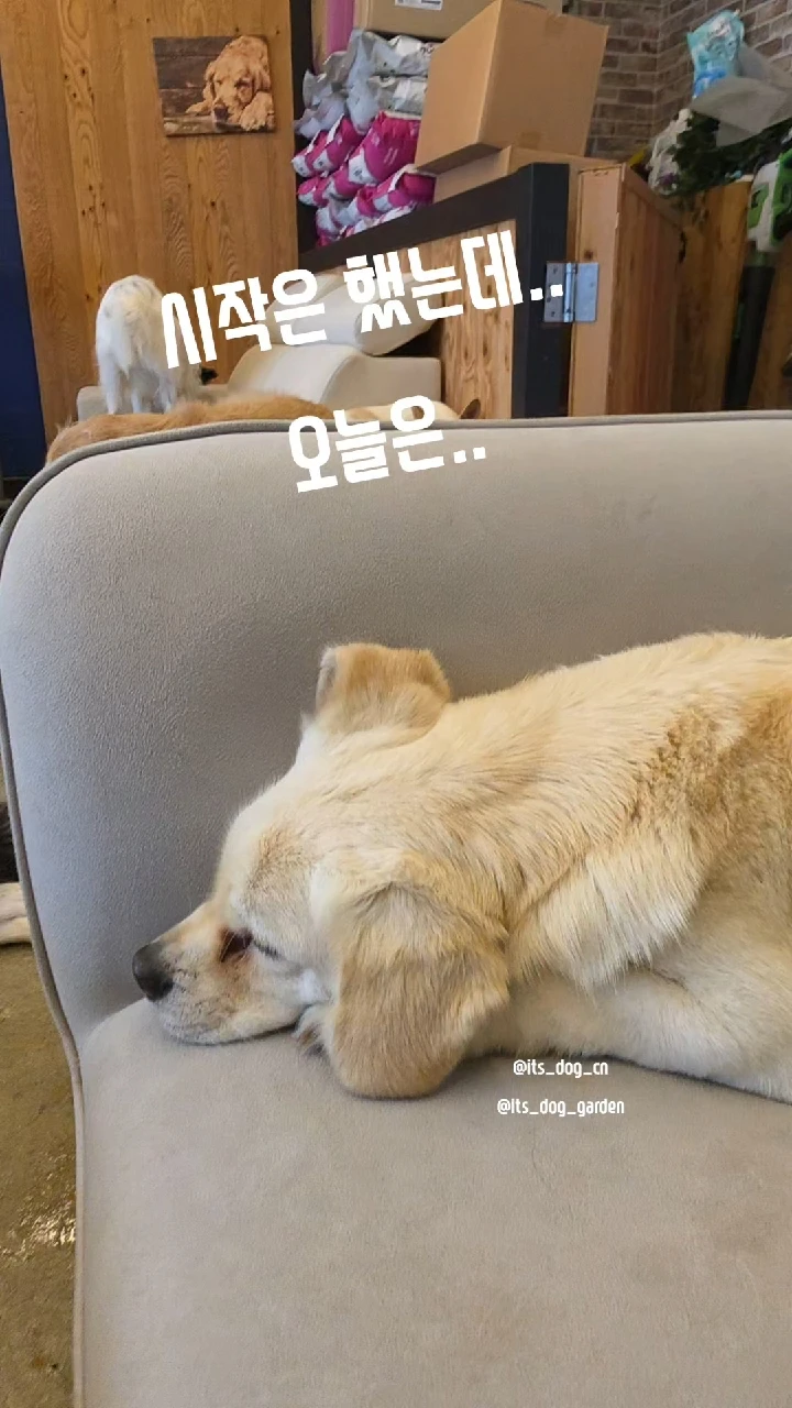 천안유기견카페 잇츠독 정원 | 충청남도 천안시 동남구 구룡동 | 반려동물카페 | 당근 동네 업체