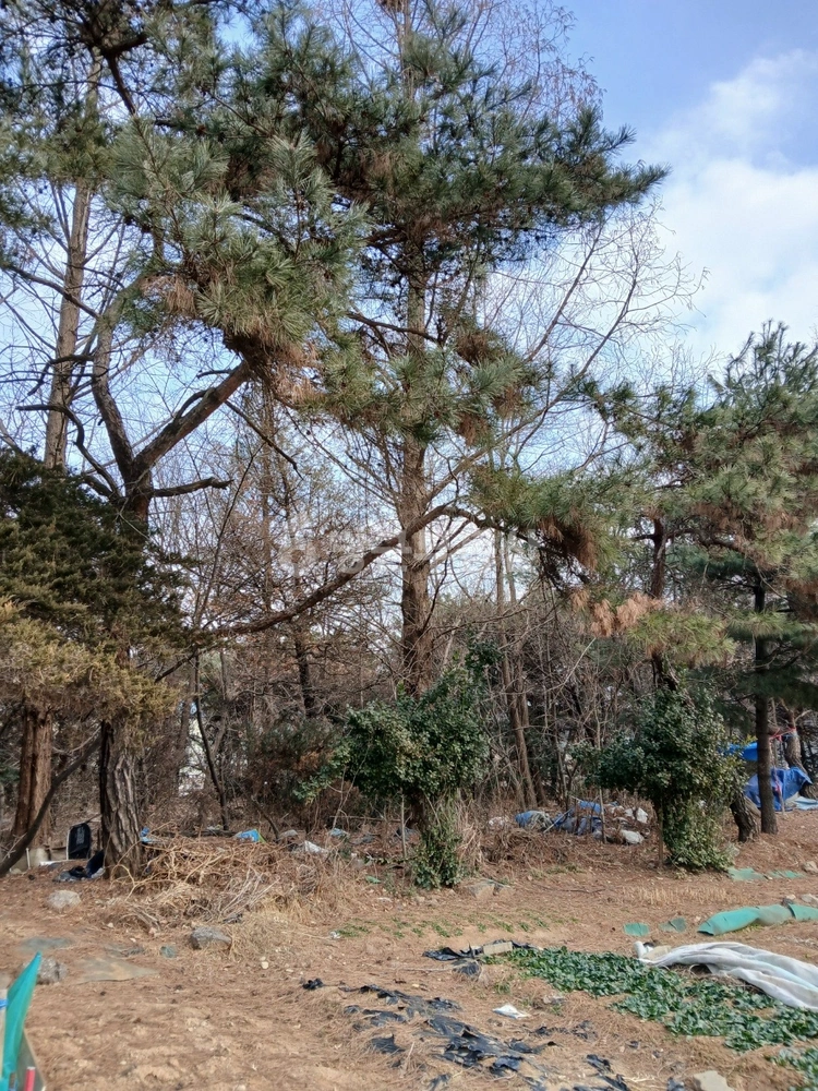 경기도 고양시 일산동구 풍동 토지 사진 1