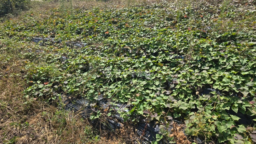 충청남도 당진시 석문면 건물 사진 1
