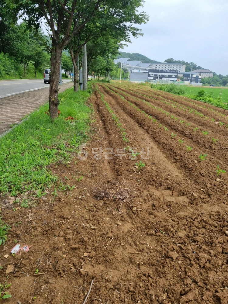 경기도 파주시 광탄면 토지 사진 1