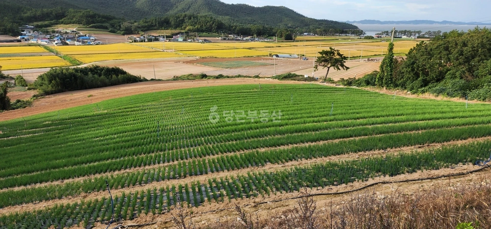 전남광주통합특별시 신안군 자은면 토지 사진 1