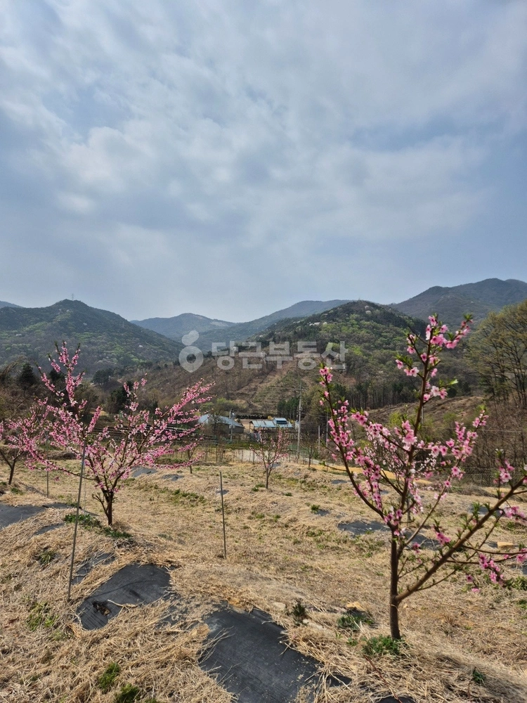 경상북도 구미시 옥성면 토지 사진 1
