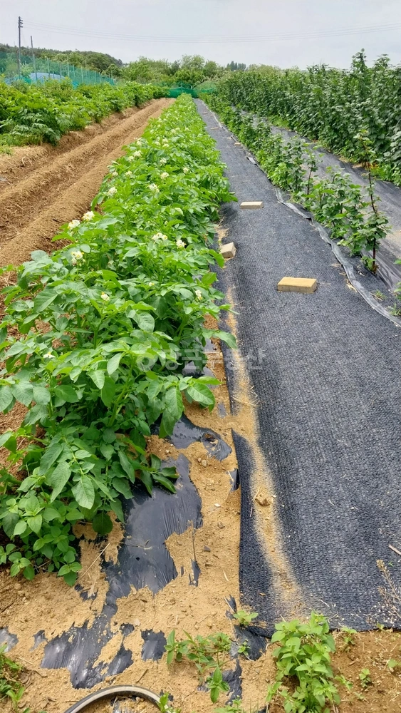 경상북도 포항시 북구 신광면 토지 사진 1