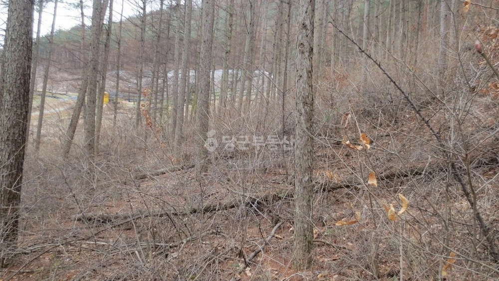 경상북도 경주시 내남면 토지 사진 1