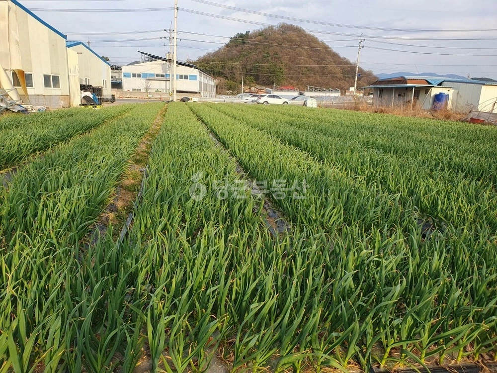 경상북도 고령군 성산면 토지 사진 1