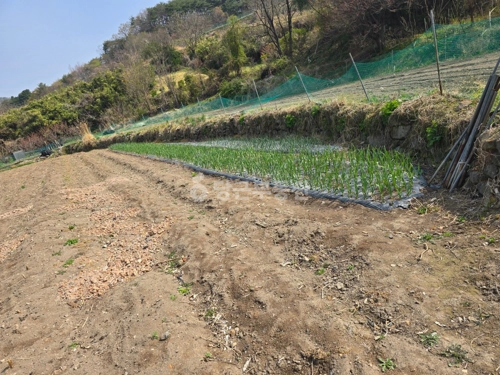 경상북도 경주시 산내면 토지 사진 1