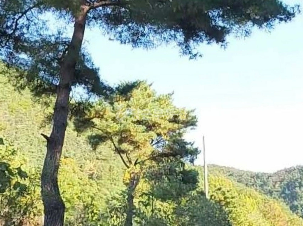 경상북도 청도군 풍각면 토지 사진 1