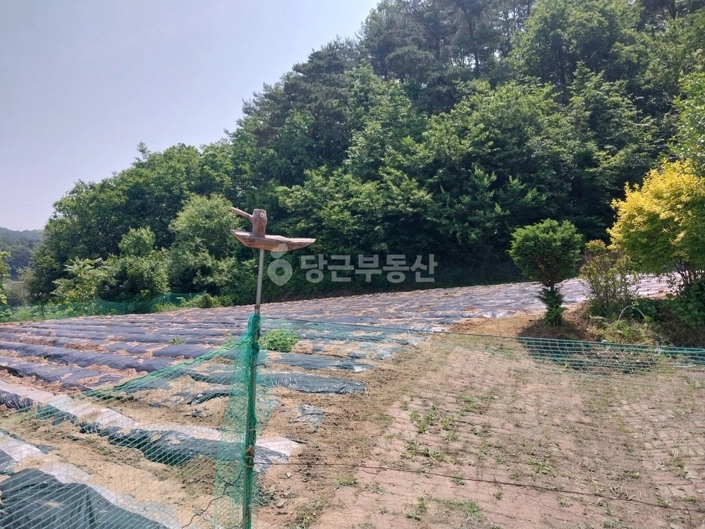 경상북도 안동시 서후면 토지 사진 1