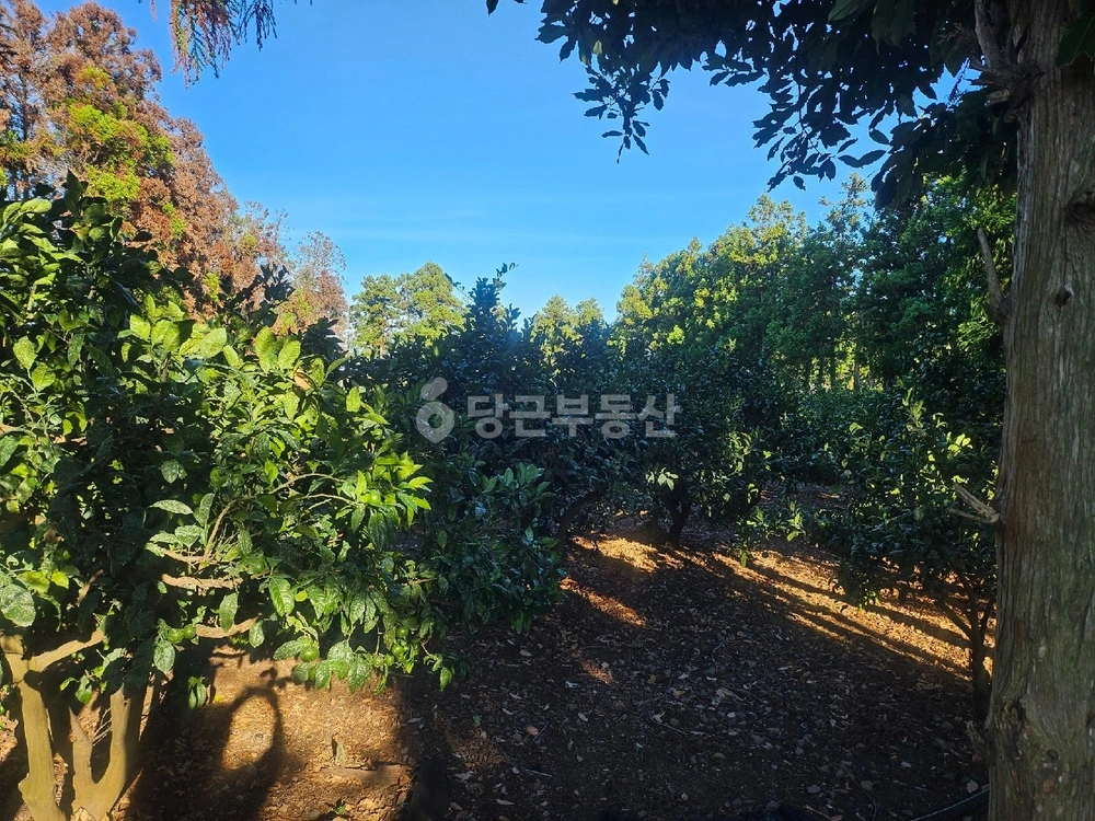 제주특별자치도 서귀포시 강정동 토지 사진 1