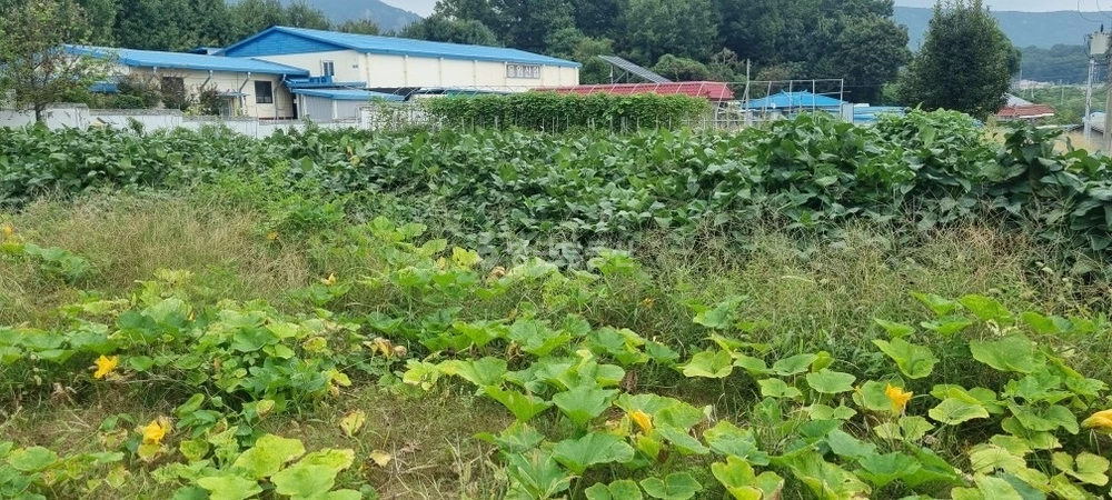 경기도 양주시 회암동 토지 사진 1