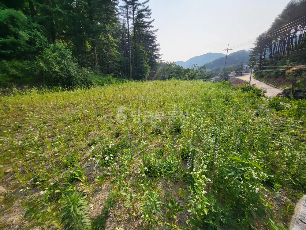경기도 양평군 서종면 토지 사진 1