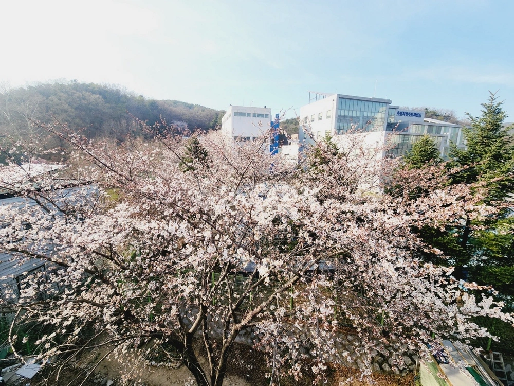 경기도 수원시 장안구 하광교동 빌라(투룸 이상) 사진 1