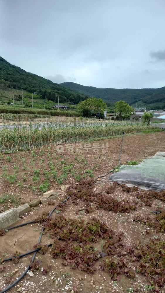 전남광주통합특별시 여수시 화양면 토지 사진 1