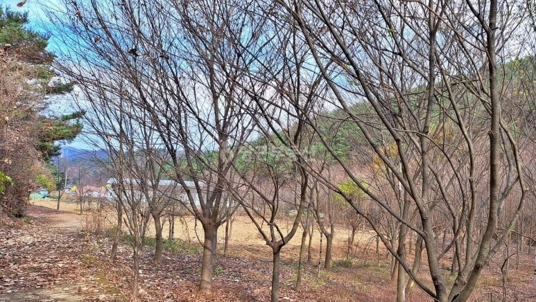 경상북도 영천시 북안면 토지 사진 1