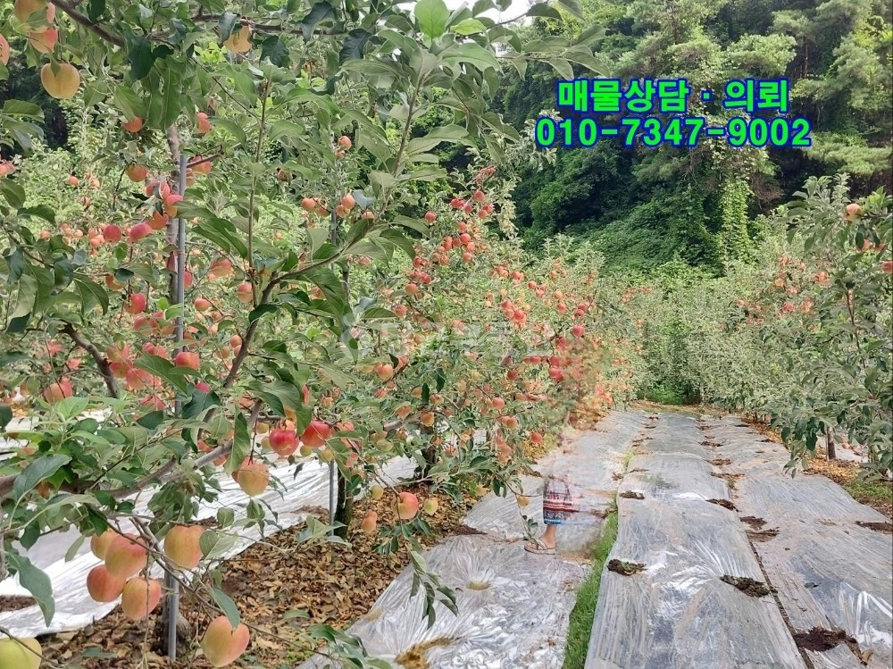 경상북도 안동시 도산면 토지 사진 1