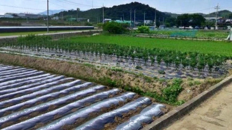 경상북도 영천시 화산면 토지 사진 1