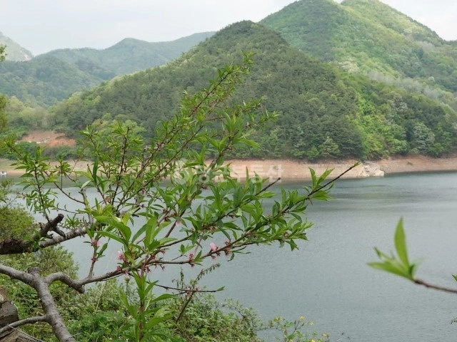충청북도 제천시 금성면 토지 사진 1