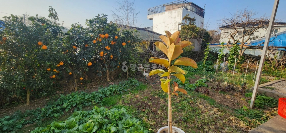 제주특별자치도 제주시 도평동 단독/전원주택 사진 1