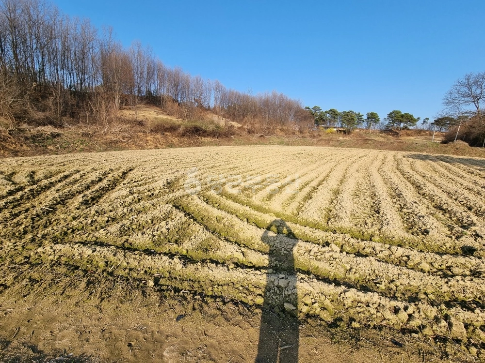 충청북도 옥천군 청산면 토지 사진 1