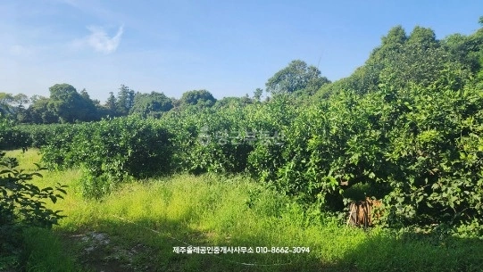 제주특별자치도 서귀포시 표선면 토지 사진 1